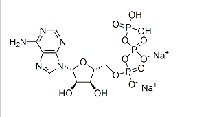 Adenosine 5'-triphosphate disodium salt（ATP-Na2）