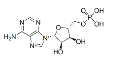 Adenosine 5'-monophosphate （AMP）